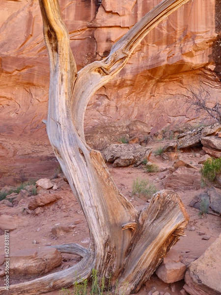 Fototapeta dry tree trunk in the middle of Monument Valley desert, with two branches silhouetted upwards. Background with navajo nature preserve rocks, with reddish and orange colors