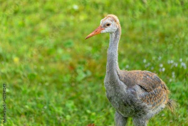 Obraz Sandhill Crane Young One
