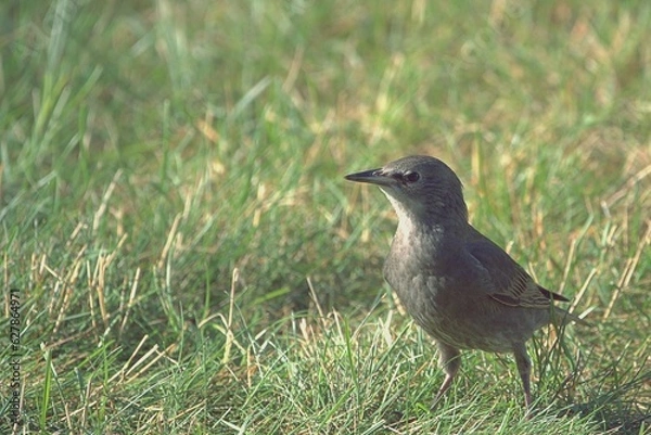 Obraz juvenile starling