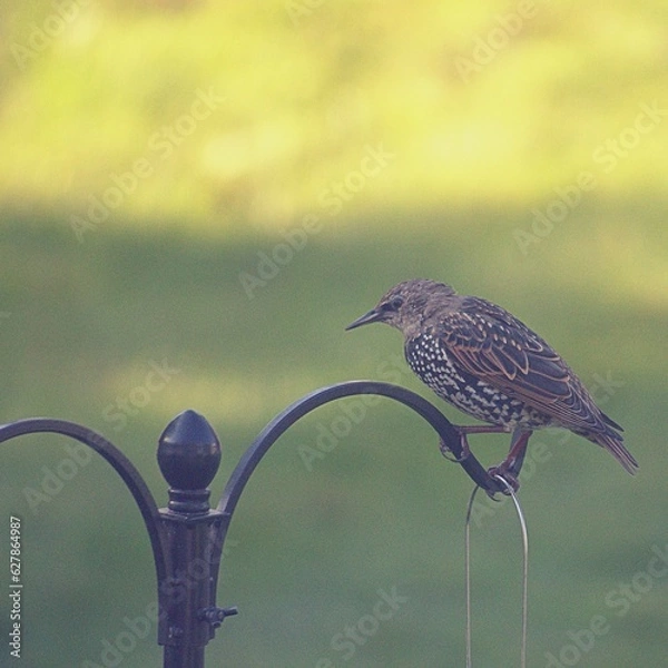 Obraz european starling