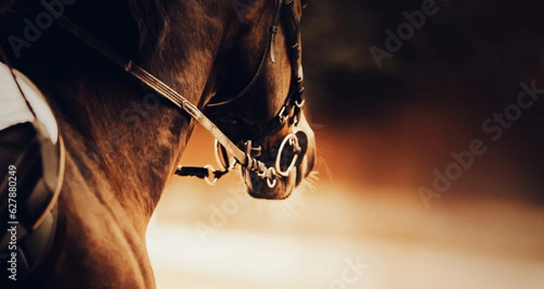 Fototapeta A horse with a rider in the saddle and a bridle on its muzzle. Equestrian sports and horse riding.