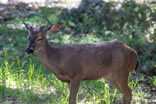 Fototapeta Closeup of Black-Tail deer (Odocoileus hemionus columbianus), in Pfeiffer Big Sur State Park. Looking at camera. Forest in background. 
