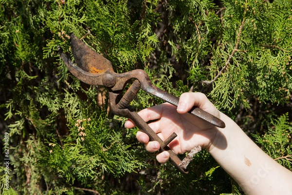 Fototapeta Gardener pruning with old pruning shears