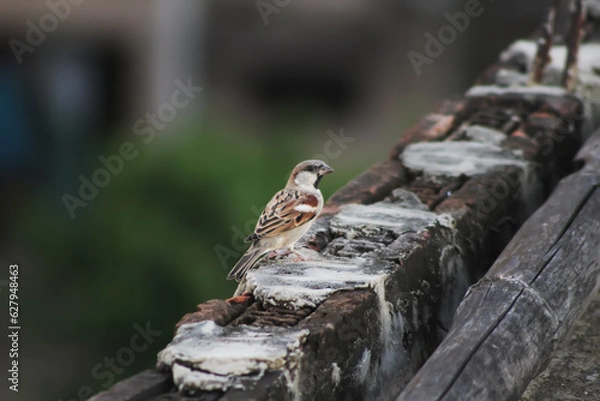 Obraz Sparrow bird perched on the Brick. House sparrow female songbird (Passer domesticus) sitting singing on brown wood branch with yellow gold sunshine negative space background. Sparrow bird wildlife.
