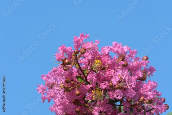 Obraz 百日紅の花