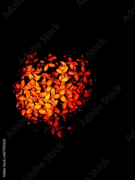 Obraz Flowers heart shaped fire