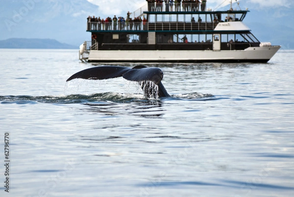 Obraz Alaska - Whale Watching Adventure
