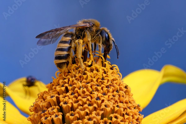 Obraz Gelbbindige Furchenbiene