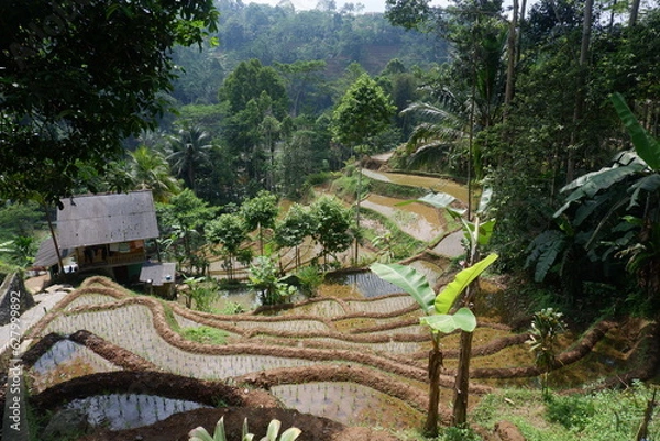 Obraz Beautiful rice terraces in the morning