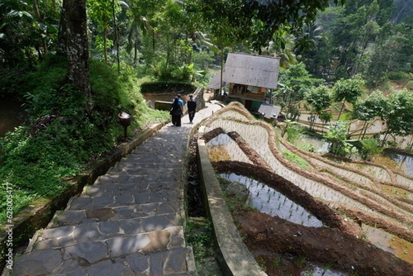 Obraz Beautiful rice terraces in the morning