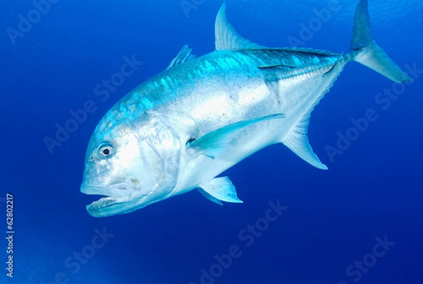 Obraz ロウニンアジ