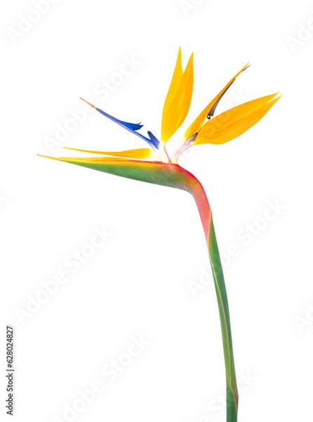 Obraz Strelitzia flower isolated on transparent. 