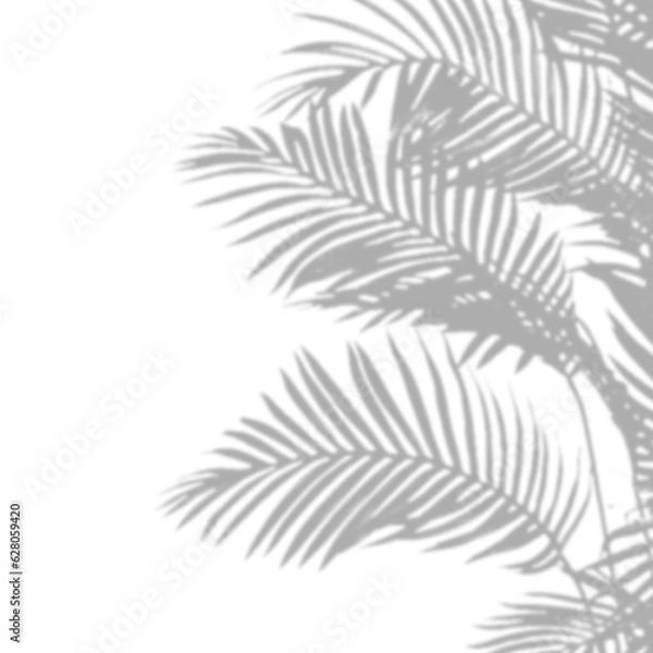 Fototapeta Shadow overlay effect. Transparent tree soft light and shadows from plant branches, leaves, and foliage. Mockup of abstract transparent shadow overlay effect and natural lightning scene.