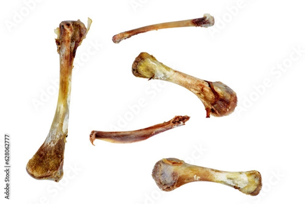 Obraz Five chicken bones isolated on a white background.