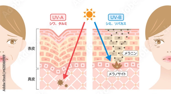 Obraz 紫外線　UVAとUVB　女性と肌の断面図　