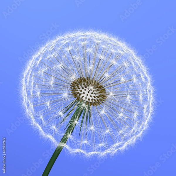 Obraz a dandelion on blue background