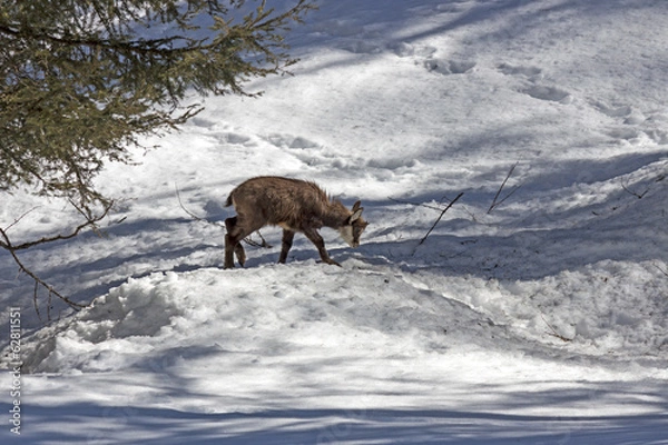 Obraz Puppy chamois, National Park, Aosta