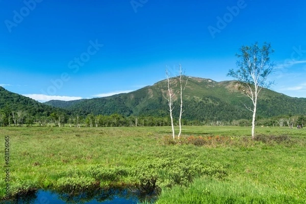 Fototapeta 尾瀬と白樺