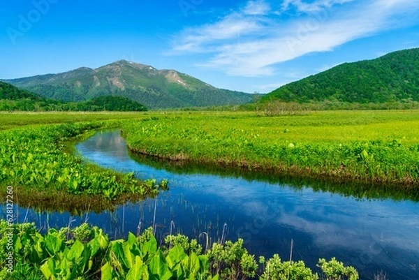 Fototapeta 初夏の尾瀬