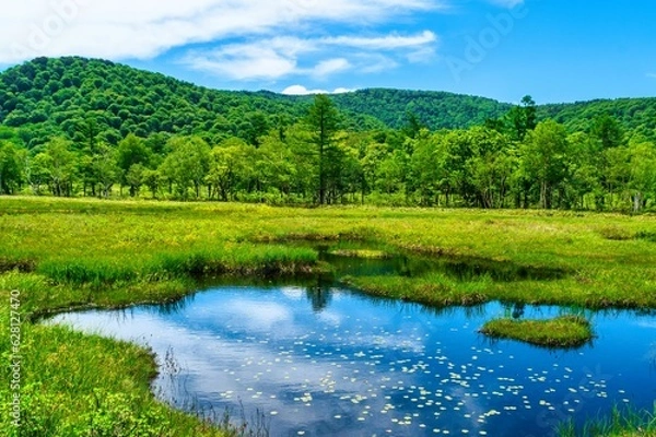 Obraz 尾瀬と池塘に浮かぶヒツジグサ