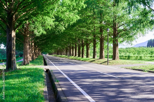 Fototapeta 滋賀県のメタセコイア並木の新緑