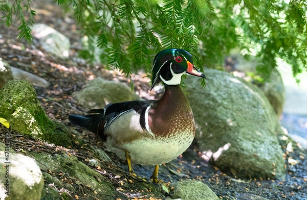 Fototapeta A pretty male Wood Duck standing under the shade of a tree on the shoreline of a pond in a city park.