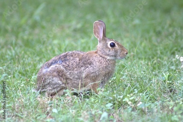 Obraz Rabbit in the grass.