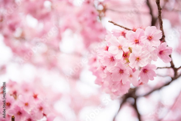 Fototapeta Pink Cherry blossom