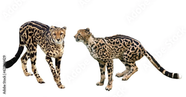 Fototapeta キングチ−タ