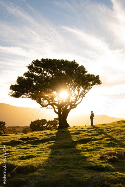 Fototapeta Sunset behind tree on a magical evening on the fairy hills of Fanal in Madeira island