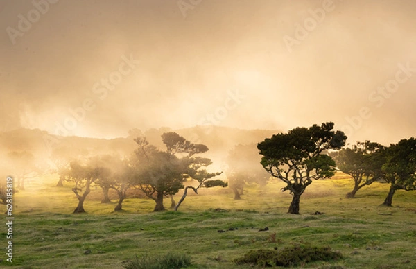 Fototapeta Yellow misty evening on the magic Fanal in Madeira