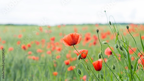 Fototapeta Close-up of red poppy flower heads, buds and capsules in green barley field. Papaver rhoeas. Beautiful blooms of wild corn rose in spring cornfield with blurry background of forest and light blue sky.