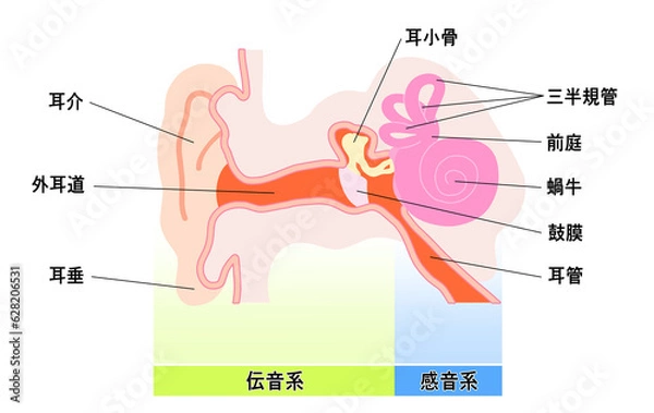 Fototapeta シンプルな耳の構造概略図