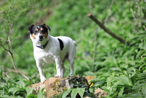 Fototapeta Jack Russel Terrier