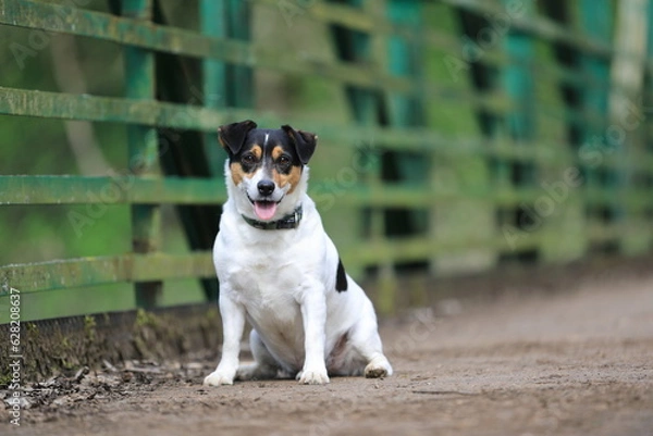 Fototapeta Jack Russel Terrier