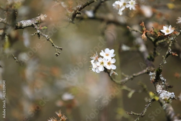 Obraz Fleurs de printemps