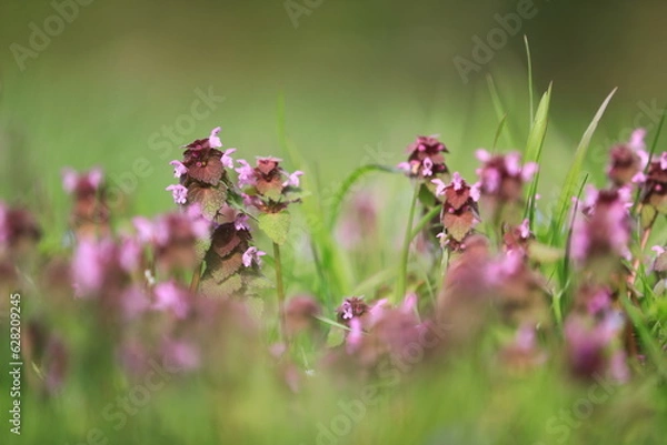 Obraz Fleurs de printemps