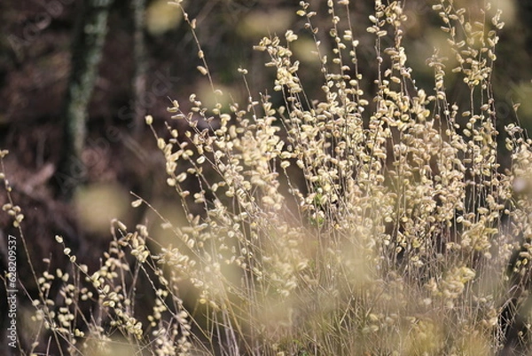 Fototapeta Fleurs de printemps