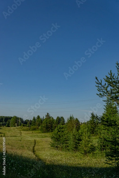 Obraz landscape with trees