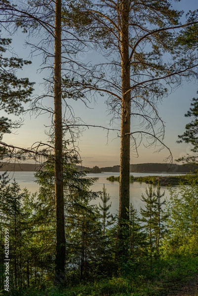 Obraz trees on the lake