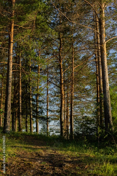 Obraz autumn forest in the morning