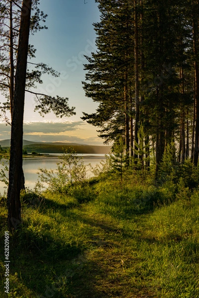 Obraz morning in the forest