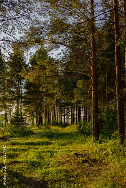 Obraz autumn in the woods