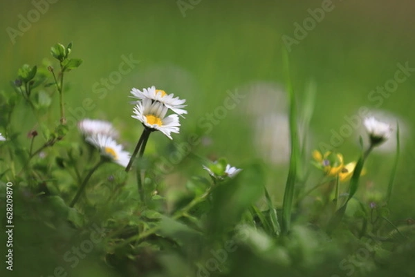 Fototapeta Fleurs de printemps