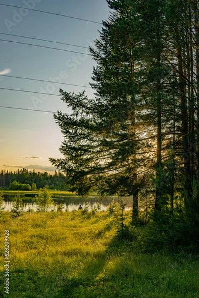 Obraz morning in the forest