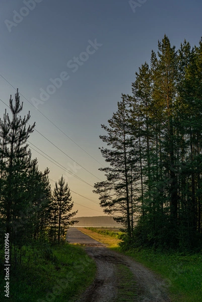 Obraz morning in the forest