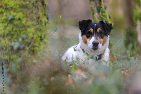 Fototapeta Jack Russel Terrier