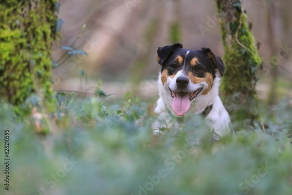 Fototapeta Jack Russel Terrier
