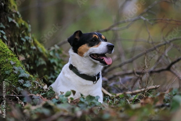 Fototapeta Jack Russel Terrier