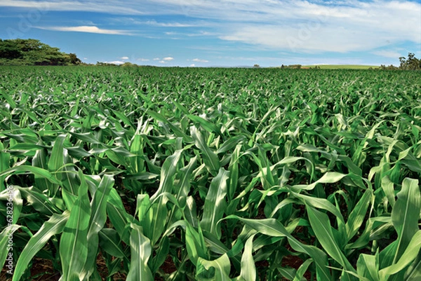 Obraz Plantação de milho